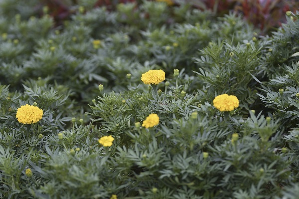 BUNGA tahi ayam (Marigold)