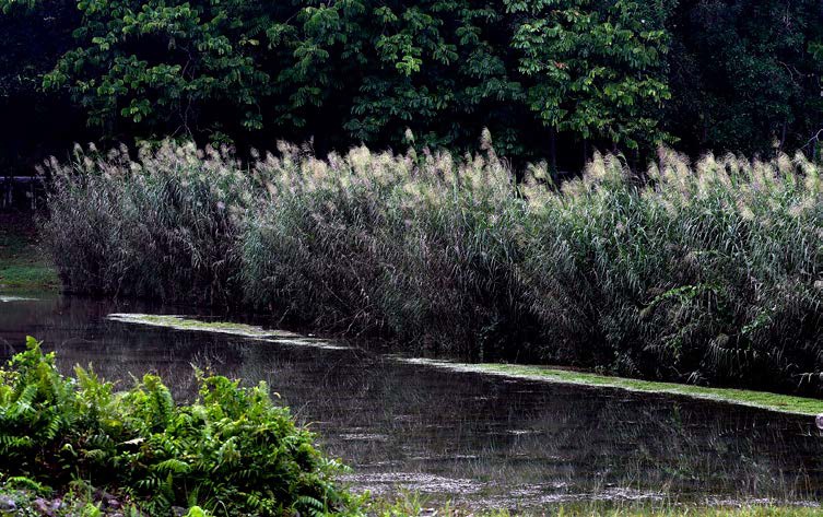 TUMBUHAN air yang ditanam di bahagian punca air masuk sebagai penapis keladak semula jadi untuk Taman Wetland Putrajaya.