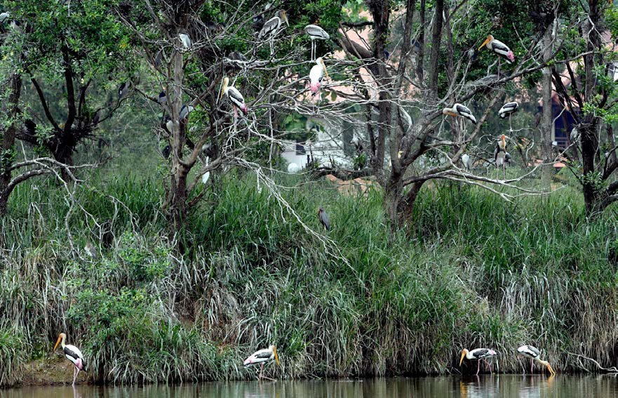 BURUNG liar yang datang ke Taman Tasik Wetland untuk membiak.