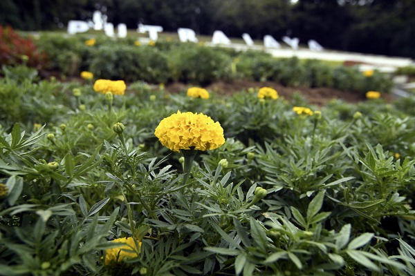 WARNA kuning menyerlahkan lagi reka bentuk landskap taman.