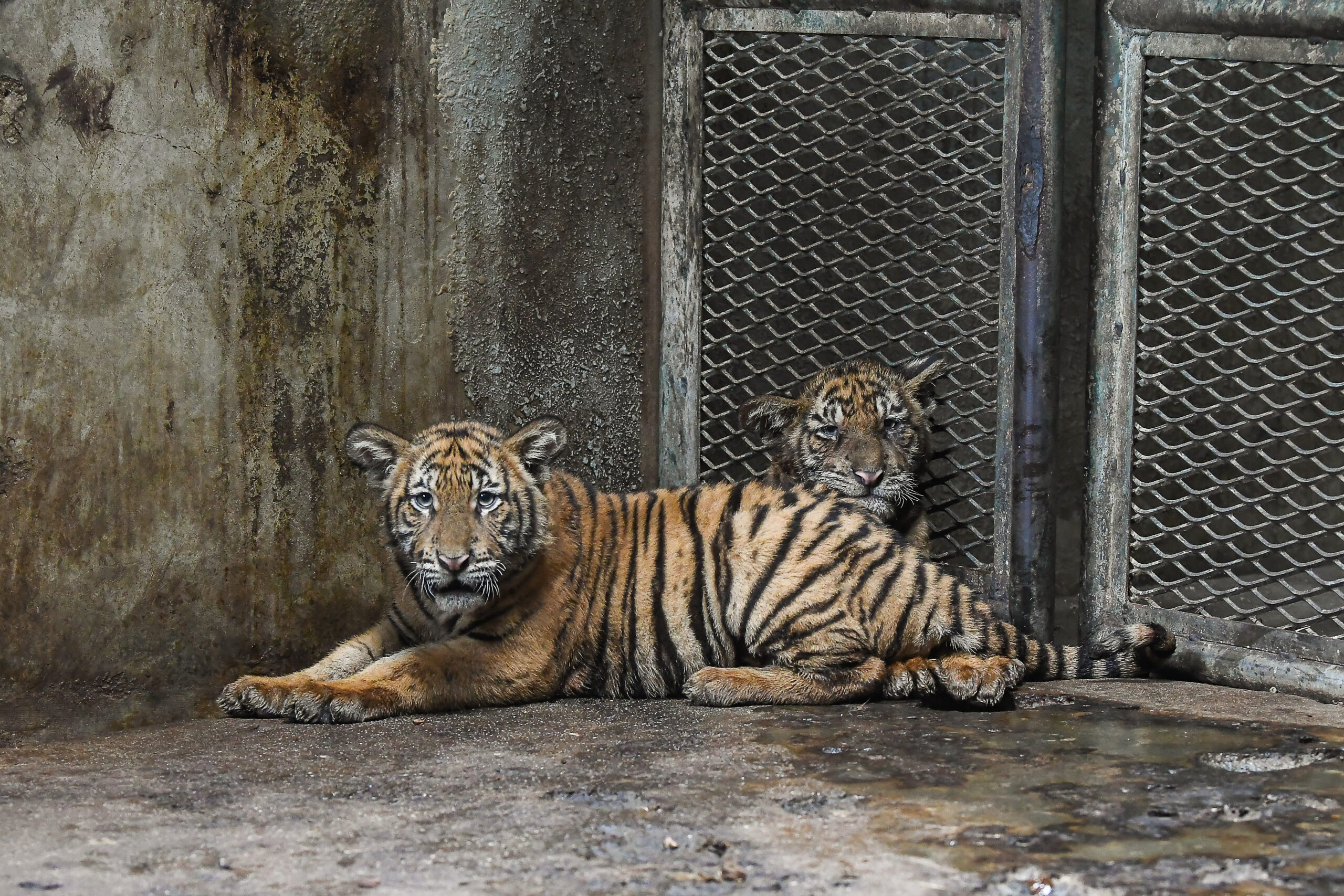 ANAK Harimau Malaya